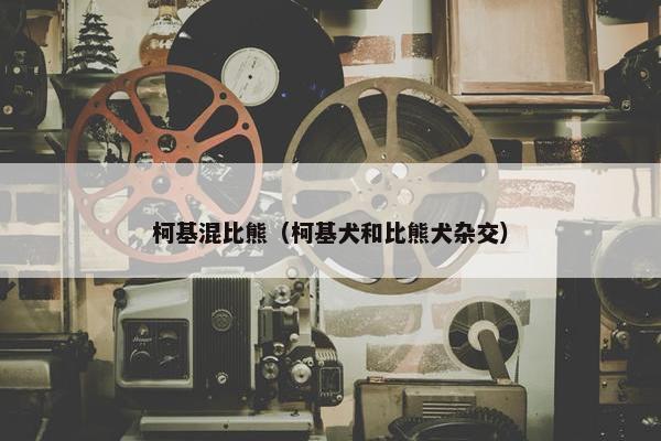 柯基混比熊（柯基犬和比熊犬杂交）