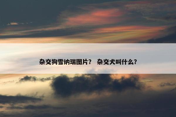 杂交狗雪纳瑞图片？ 杂交犬叫什么？