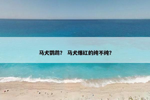 马犬鹦鹉？ 马犬爆红的纯不纯？