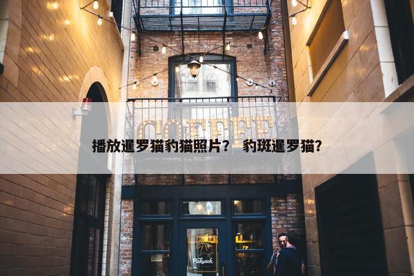播放暹罗猫豹猫照片？ 豹斑暹罗猫？