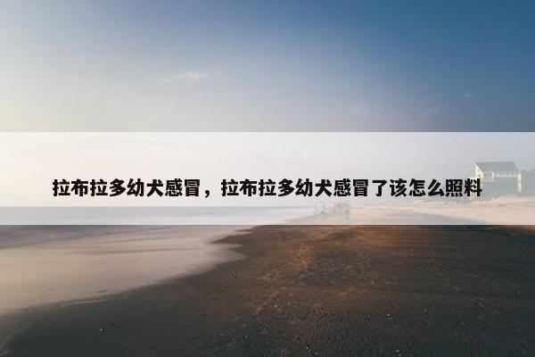 拉布拉多幼犬感冒，拉布拉多幼犬感冒了该怎么照料