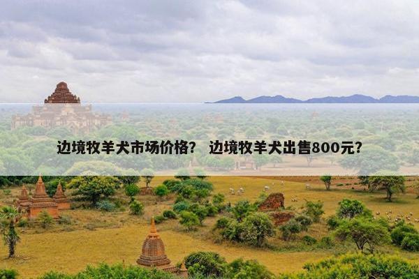边境牧羊犬市场价格？ 边境牧羊犬出售800元？