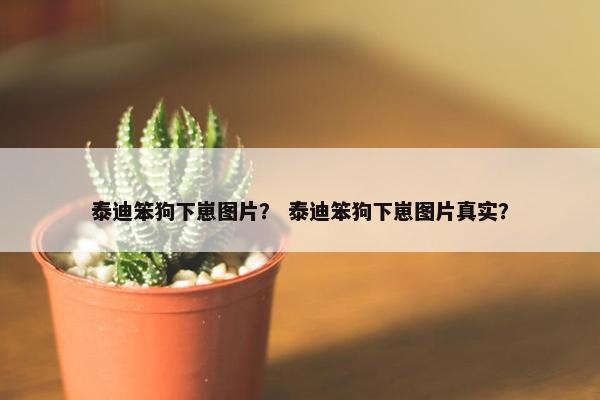 泰迪笨狗下崽图片？ 泰迪笨狗下崽图片真实？