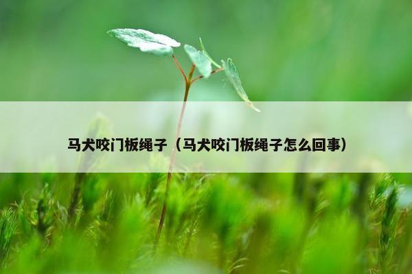 马犬咬门板绳子（马犬咬门板绳子怎么回事）