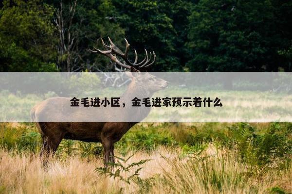 金毛进小区，金毛进家预示着什么