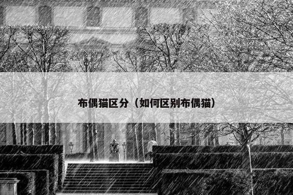 布偶猫区分（如何区别布偶猫）