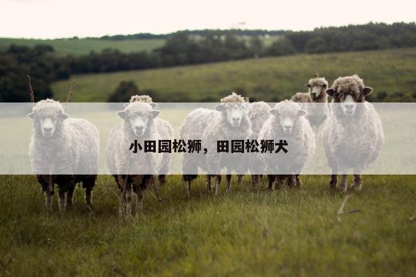 小田园松狮，田园松狮犬