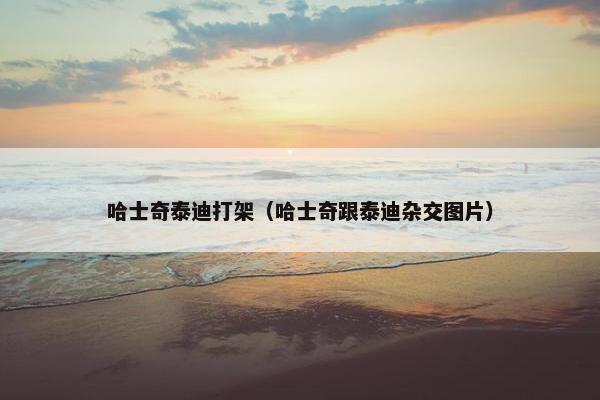 哈士奇泰迪打架（哈士奇跟泰迪杂交图片）