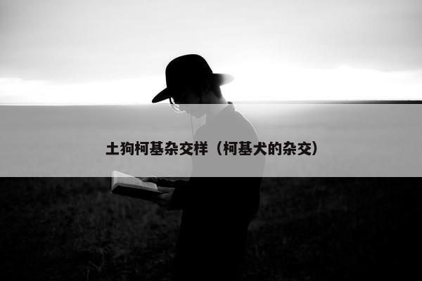土狗柯基杂交样（柯基犬的杂交）
