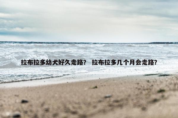 拉布拉多幼犬好久走路？ 拉布拉多几个月会走路？