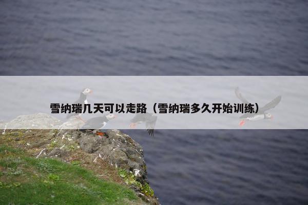 雪纳瑞几天可以走路（雪纳瑞多久开始训练）