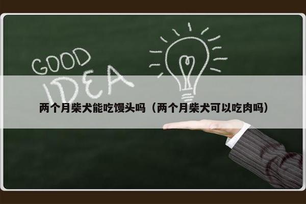 两个月柴犬能吃馒头吗（两个月柴犬可以吃肉吗）