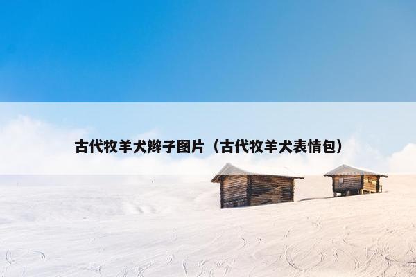 古代牧羊犬辫子图片（古代牧羊犬表情包）