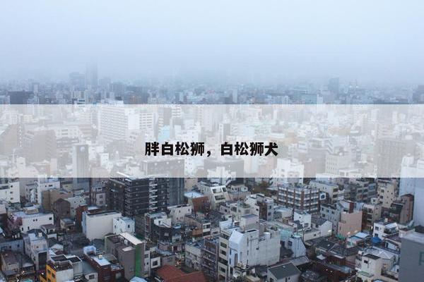 胖白松狮，白松狮犬
