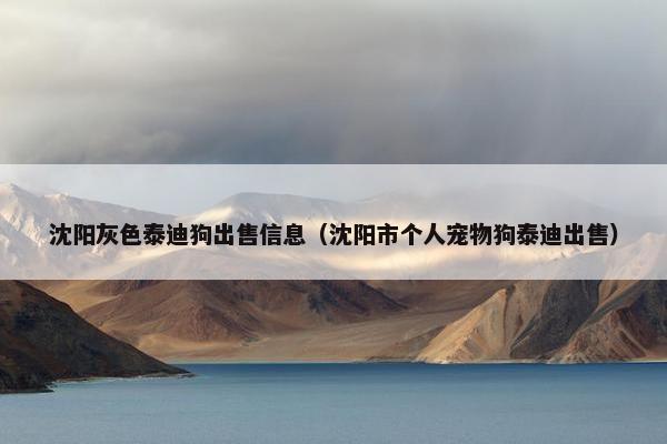 沈阳灰色泰迪狗出售信息（沈阳市个人宠物狗泰迪出售）