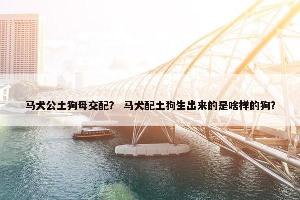 马犬公土狗母交配？ 马犬配土狗生出来的是啥样的狗？