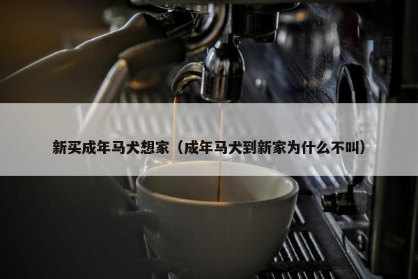 新买成年马犬想家（成年马犬到新家为什么不叫）