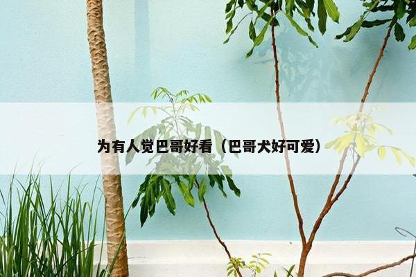 为有人觉巴哥好看（巴哥犬好可爱）