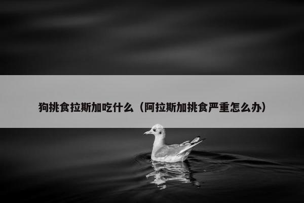 狗挑食拉斯加吃什么（阿拉斯加挑食严重怎么办）