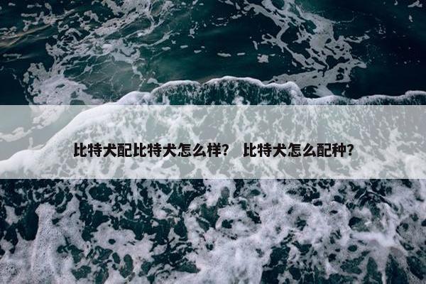 比特犬配比特犬怎么样？ 比特犬怎么配种？