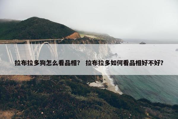 拉布拉多狗怎么看品相？ 拉布拉多如何看品相好不好？
