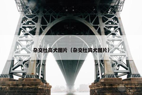 杂交杜高犬图片（杂交杜宾犬图片）