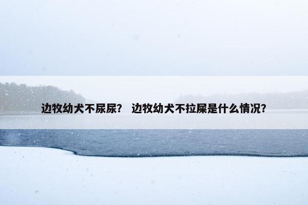 边牧幼犬不尿尿？ 边牧幼犬不拉屎是什么情况？