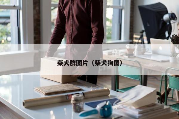 柴犬群图片（柴犬狗图）