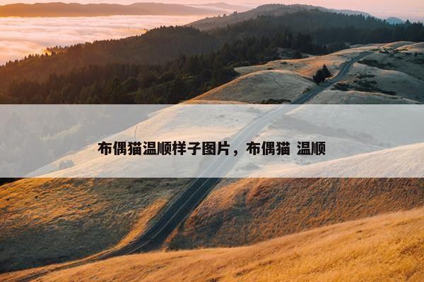 布偶猫温顺样子图片，布偶猫 温顺