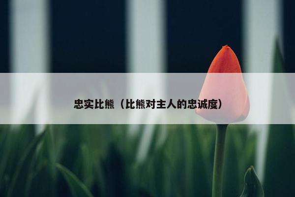 比熊