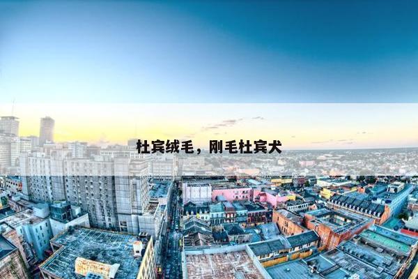 杜宾绒毛，刚毛杜宾犬