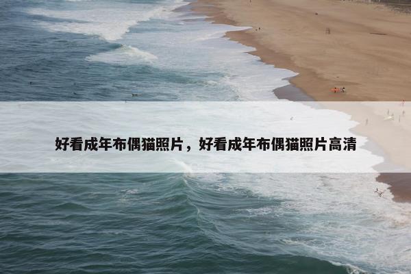 好看成年布偶猫照片，好看成年布偶猫照片高清
