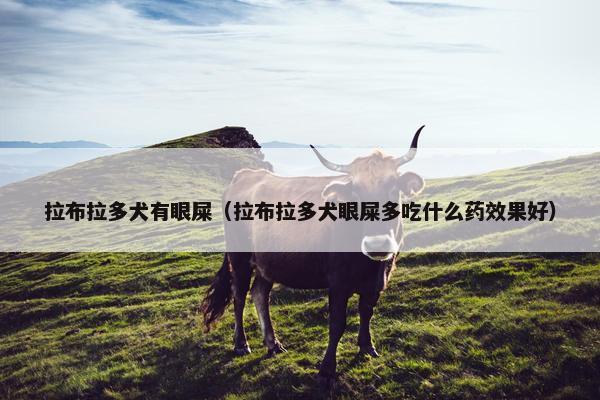 拉布拉多犬有眼屎（拉布拉多犬眼屎多吃什么药效果好）