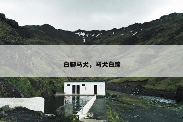 白脚马犬，马犬白蹄