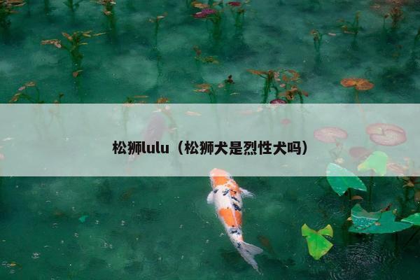 松狮lulu（松狮犬是烈性犬吗）