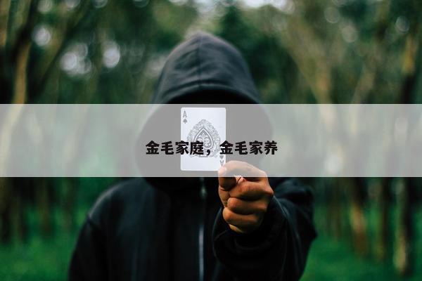 金毛家庭，金毛家养