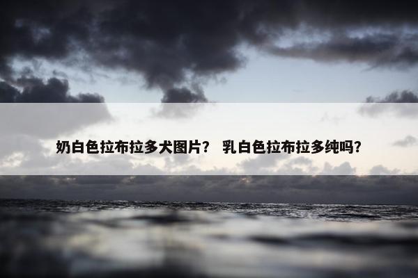 奶白色拉布拉多犬图片？ 乳白色拉布拉多纯吗？