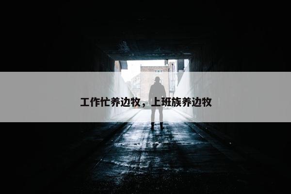 工作忙养边牧，上班族养边牧