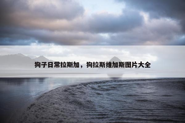 狗子日常拉斯加，狗拉斯维加斯图片大全