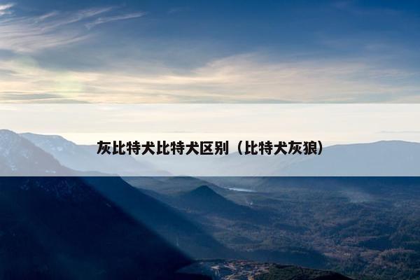 灰比特犬比特犬区别（比特犬灰狼）