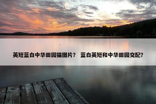 英短蓝白中华田园猫图片？ 蓝白英短和中华田园交配？