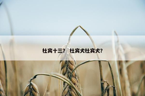杜宾十三？ 杜宾犬杜宾犬？