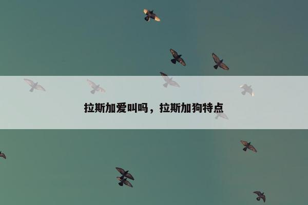 拉斯加爱叫吗，拉斯加狗特点