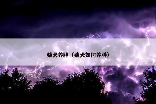 柴犬养胖（柴犬如何养胖）