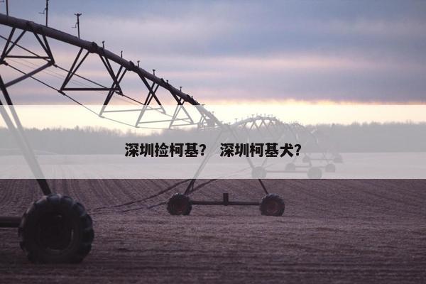 深圳捡柯基？ 深圳柯基犬？