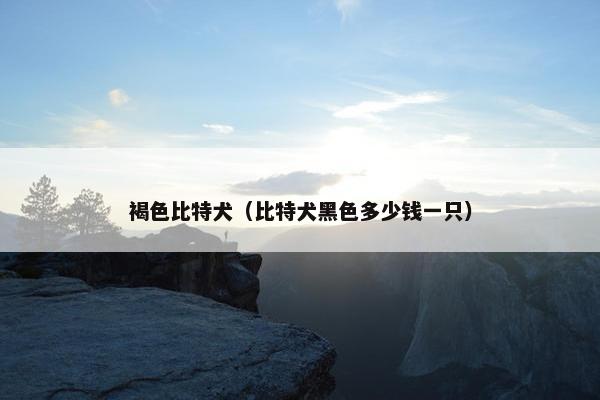 褐色比特犬（比特犬黑色多少钱一只）