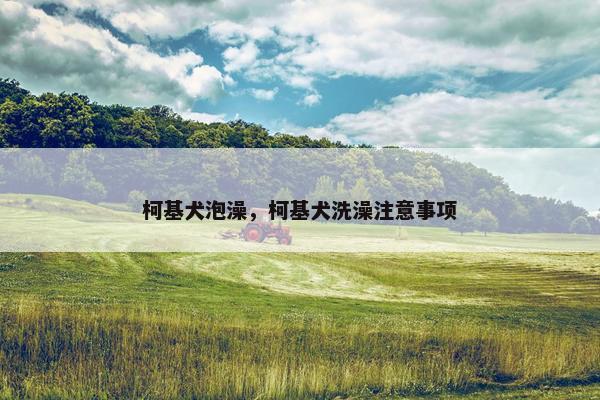 柯基犬泡澡，柯基犬洗澡注意事项