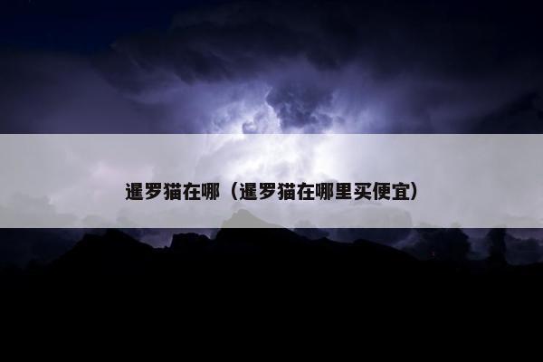 暹罗猫在哪（暹罗猫在哪里买便宜）