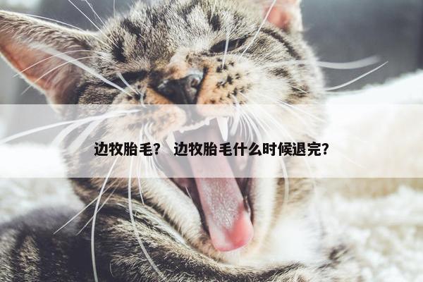 边牧胎毛？ 边牧胎毛什么时候退完？