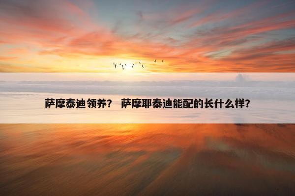 萨摩泰迪领养？ 萨摩耶泰迪能配的长什么样？